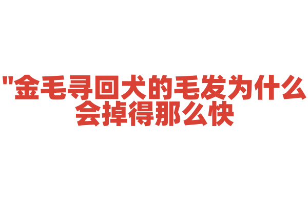 "金毛寻回犬的毛发为什么会掉得那么快？"